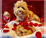 Small #45 Breeder Profile image