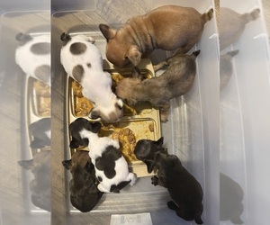 French Bulldog Dog Breeder near WESLEY CHAPEL, FL, USA