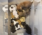 Small breeder photo