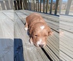 Small #82 Breeder Profile image