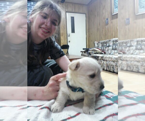Medium Photo #5  Breeder Profile in MEAD, WA, USA