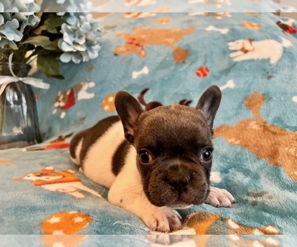 Medium Photo #4  Breeder Profile in NEW LONDON, NC, USA