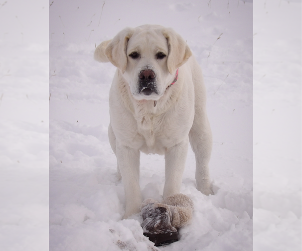 Medium Photo #1  Breeder Profile in CHEYENNE, WY, USA
