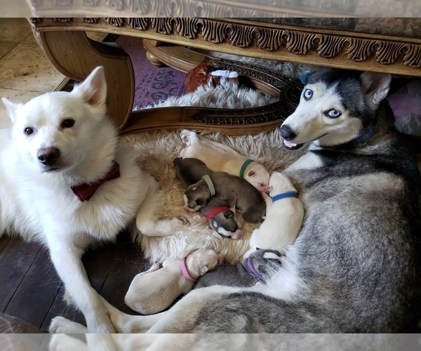 Medium Photo #1  Breeder Profile in CLARENCE, NY, USA