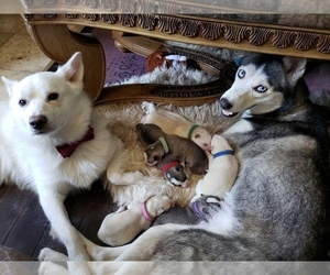 Huskimo-Siberian Husky Mix Dog Breeder near CLARENCE, NY, USA