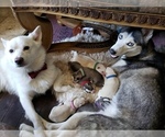 Small breeder photo