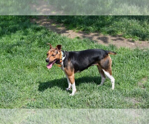 Medium Photo #4  Breeder Profile in PETERSBURG, PA, USA