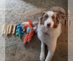 Small breeder photo