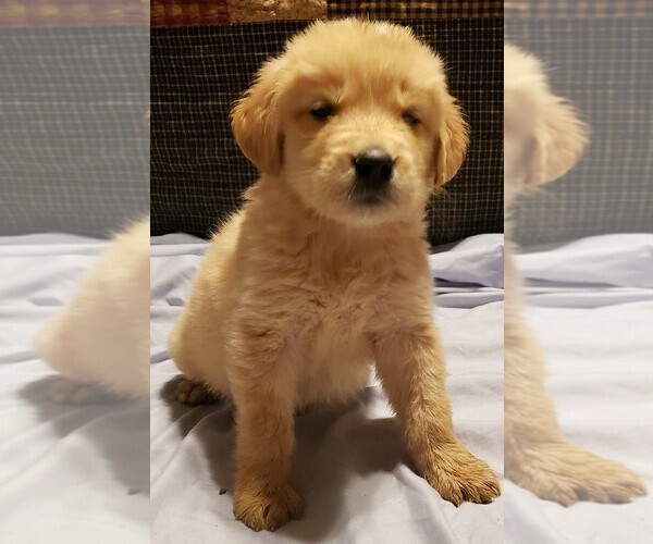 Medium Photo #7  Breeder Profile in LAS VEGAS, NV, USA