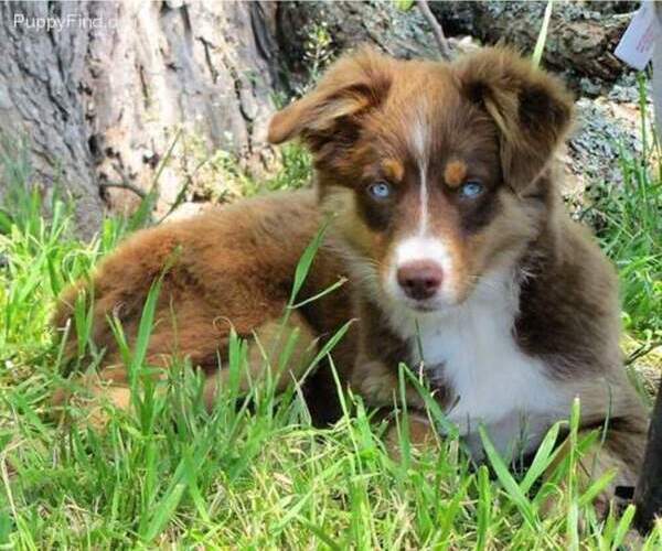 Medium Photo #1  Breeder Profile in VALLEY SPGS, CA, USA