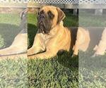 Small Photo #1  Breeder Profile in ATWATER, CA, USA