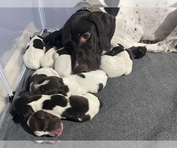 Medium Photo #1  Breeder Profile in BELLEVIEW, FL, USA