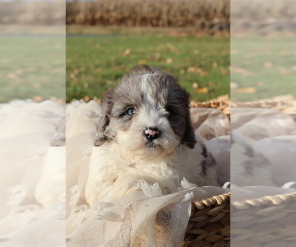 Medium Photo #9  Breeder Profile in WEST SALEM, OH, USA