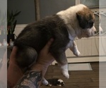 Small #6 Breeder Profile image