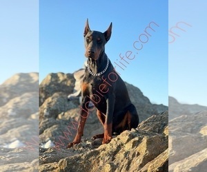 Main photo of Doberman Pinscher Dog Breeder near MONTPELIER, VA, USA