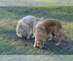 Small #5 Breeder Profile image