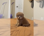 Small #13 Breeder Profile image