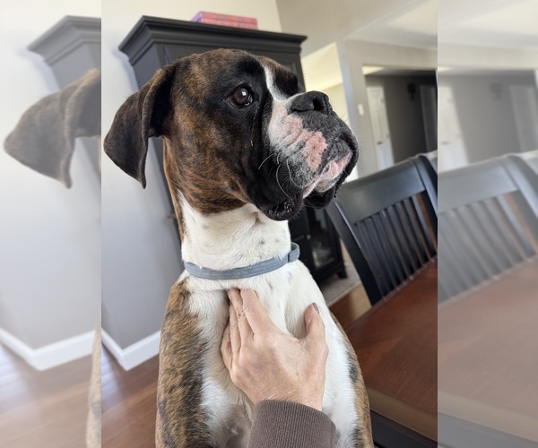 Medium Photo #3  Breeder Profile in NORTH DARTMOUTH, MA, USA