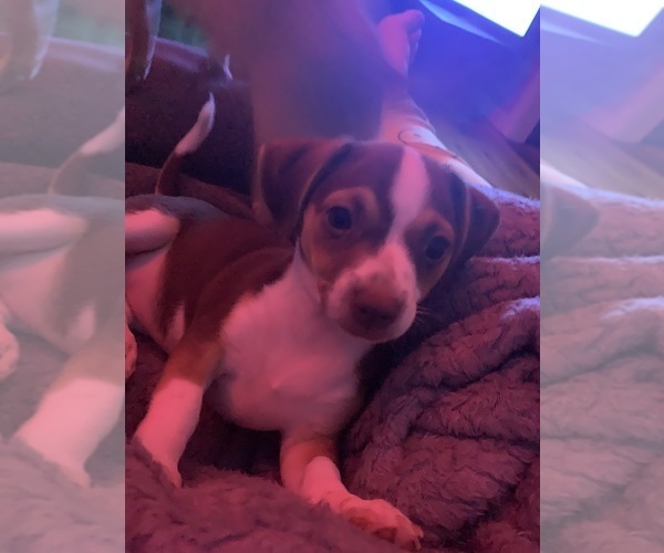 Medium Photo #6  Breeder Profile in NORTH PROVIDENCE, RI, USA