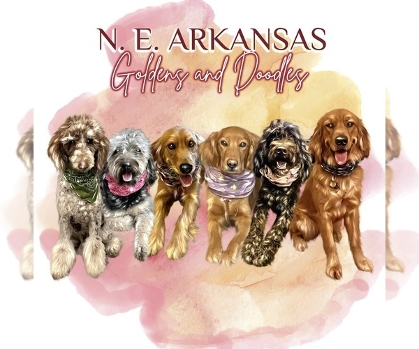 Medium Photo #1  Breeder Profile in JONESBORO, AR, USA
