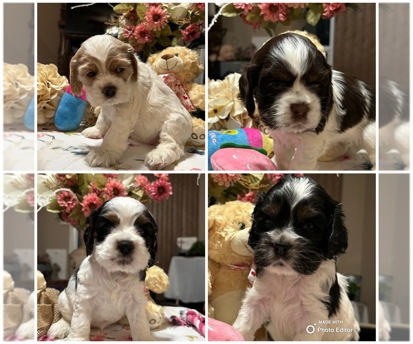 Medium Photo #1  Breeder Profile in MODESTO, CA, USA