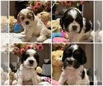 Small breeder photo