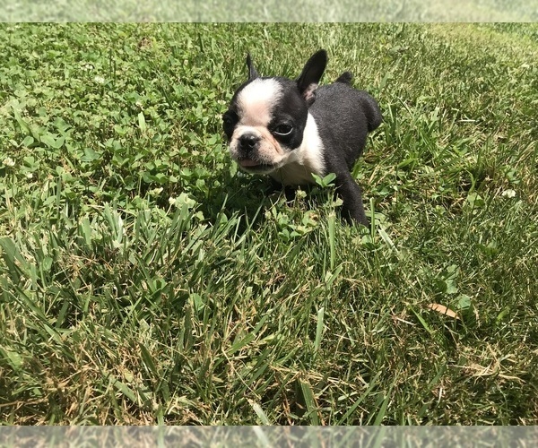 Medium Photo #22  Breeder Profile in PARKERS LAKE, KY, USA