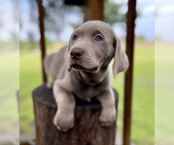 Medium Photo #17  Breeder Profile in MORGAN, TX, USA