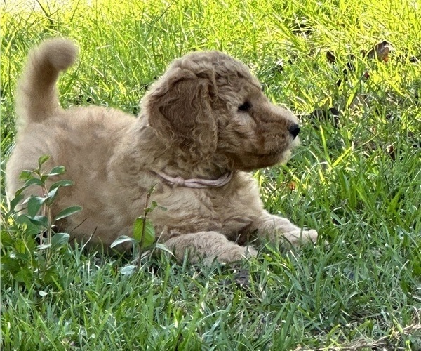 Medium Photo #1  Breeder Profile in MILLRY, AL, USA