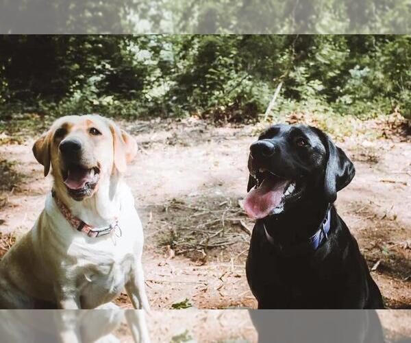 Medium Photo #4  Breeder Profile in EDINBURG, VA, USA