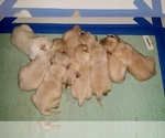 Small #13 Breeder Profile image