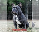Small Photo #20  Breeder Profile in FORT LEE, VA, USA