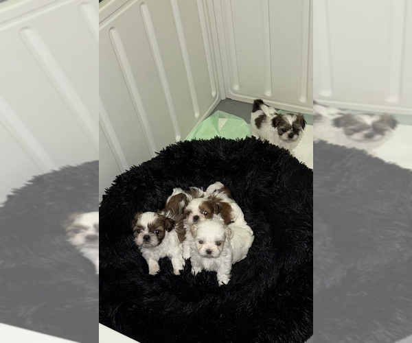 Medium Photo #2  Breeder Profile in HILLSBOROUGH, NJ, USA