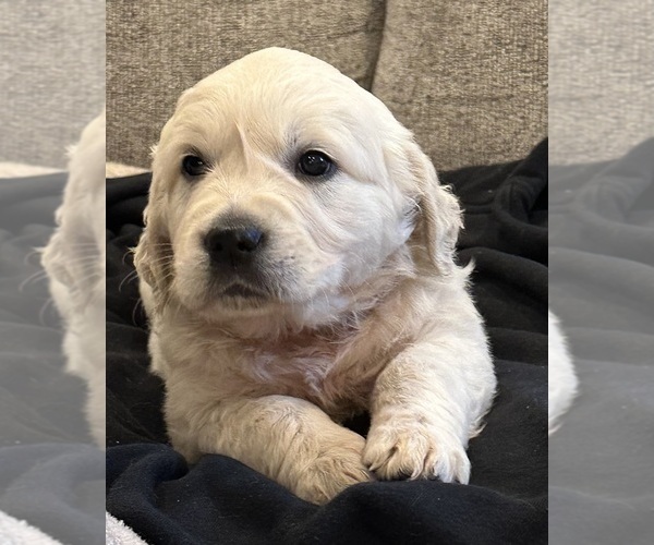 Medium Photo #3  Breeder Profile in MONROE, OR, USA