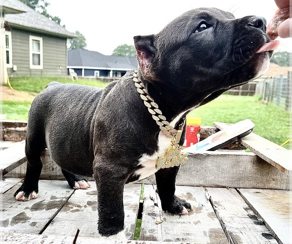Medium Photo #5  Breeder Profile in FORT MITCHELL, AL, USA