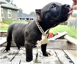 Small #4 Breeder Profile image