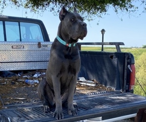 Main photo of Cane Corso Dog Breeder near FRESNO, CA, USA