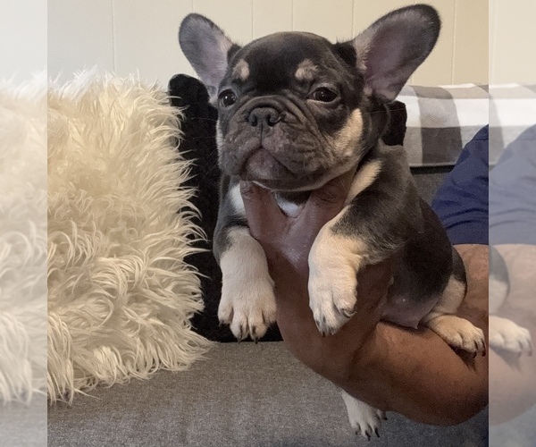 Medium Photo #5  Breeder Profile in GREENVILLE, SC, USA