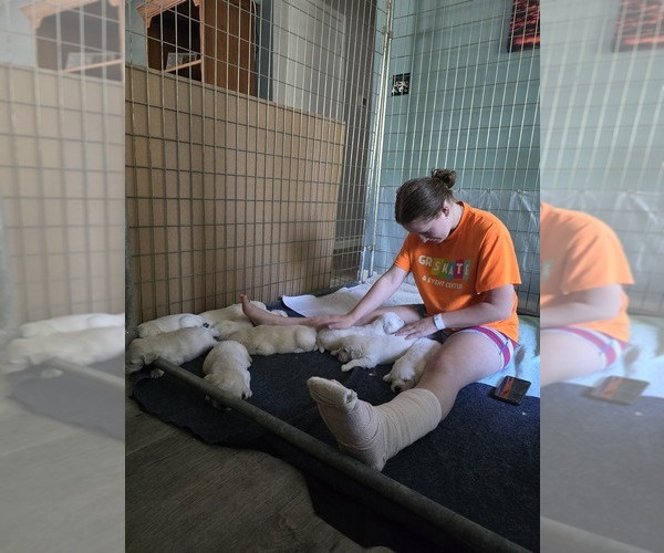 Medium Photo #8  Breeder Profile in JENISON, MI, USA