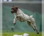 Small #2 Breeder Profile image