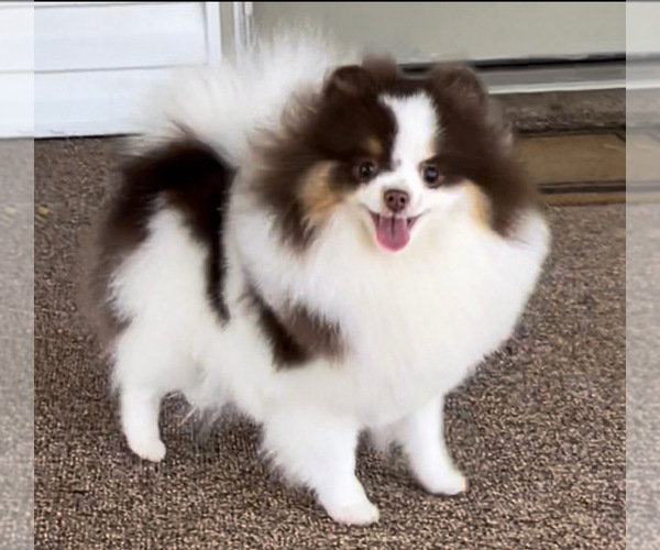 Medium Photo #8  Breeder Profile in BLANCHARD, OK, USA