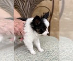 Small #2 Breeder Profile image