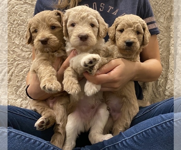 Medium Photo #1  Breeder Profile in SACRAMENTO, CA, USA