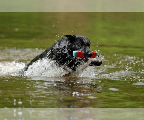 Medium Photo #8  Breeder Profile in NEWVILLE, PA, USA