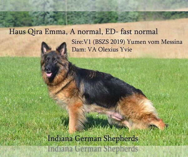 Medium Photo #8  Breeder Profile in CHRISNEY, IN, USA