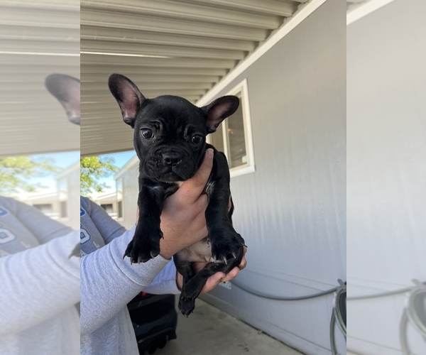 Medium Photo #1  Breeder Profile in PALMDALE, CA, USA