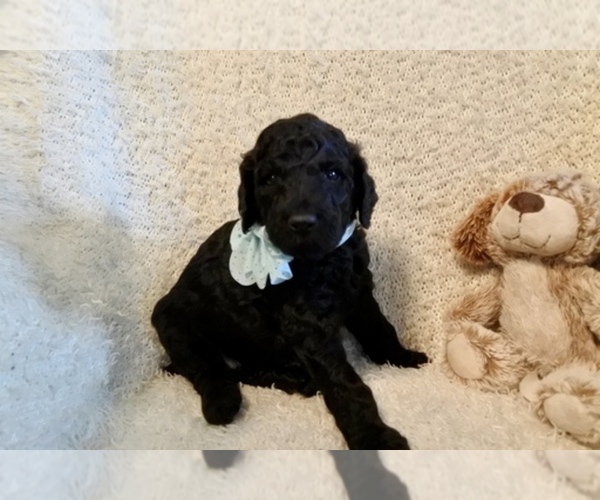 Medium Photo #1  Breeder Profile in MOGADORE, OH, USA