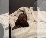 Small #17 Breeder Profile image