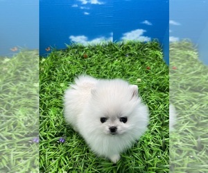 Maltese Dog Breeder near LOS ANGELES, CA, USA