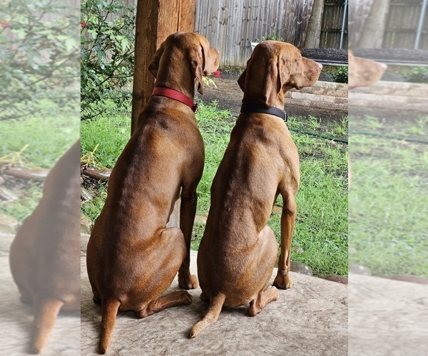 Medium Photo #1  Breeder Profile in ARLINGTON, TX, USA